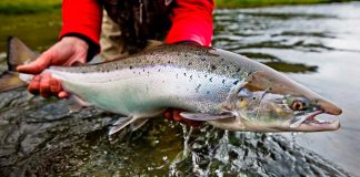 Salmon season 2019 – What to expect